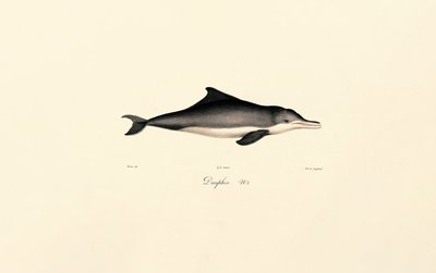 Almindelig delfin (Delphinus delphis) af Jacques Christophe Werner