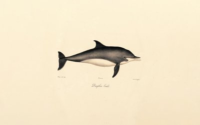 Almindelig delfin (Delphinus delphis) af Jacques Christophe Werner