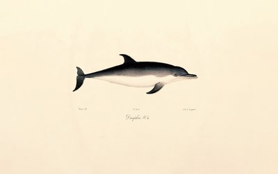 Almindelig delfin af Jacques Christophe Werner