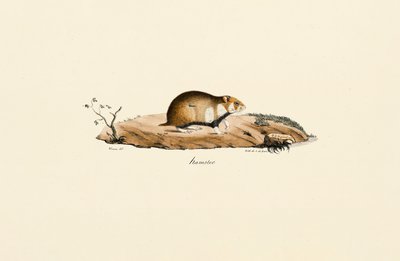 Almindelig hamster af Jacques Christophe Werner