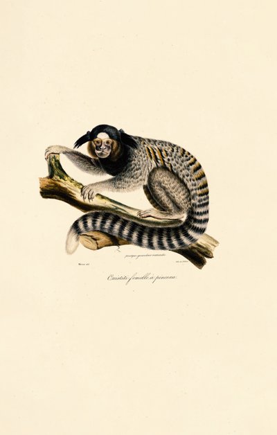 Almindelig silkeabe (hun) af Jacques Christophe Werner