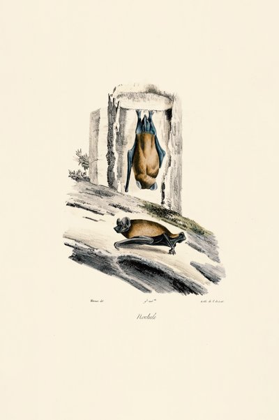 Almindelig noctule af Jacques Christophe Werner