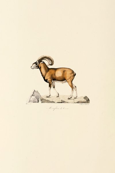 Korsikansk mouflon af Jacques Christophe Werner