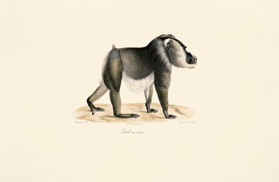 Øvelse med hvidt bryst af Jacques Christophe Werner