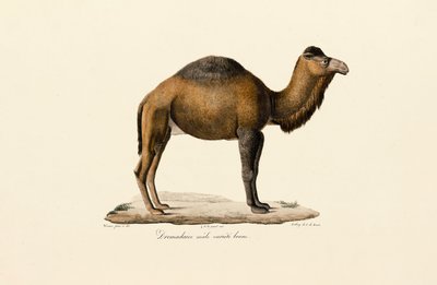 Dromedarkamel, brun variant af Jacques Christophe Werner