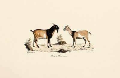 Dværgbuk og dværgged af Jacques Christophe Werner