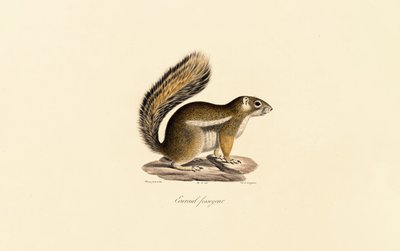 Østligt jordegern af Jacques Christophe Werner