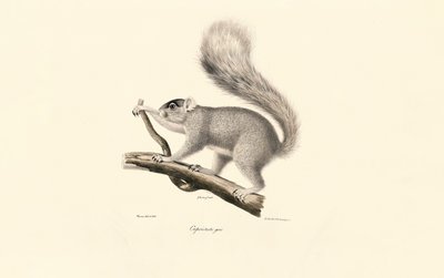 Østligt grå egern af Jacques Christophe Werner