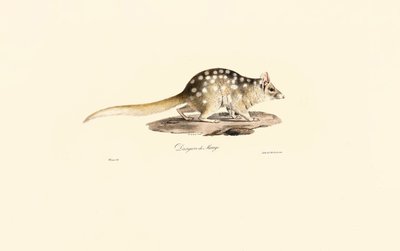Østlig Quoll af Jacques Christophe Werner