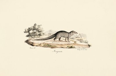 Egyptisk mongol af Jacques Christophe Werner