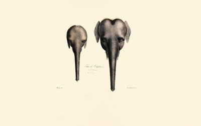 Sammenligning af elefanthoveder af Jacques Christophe Werner