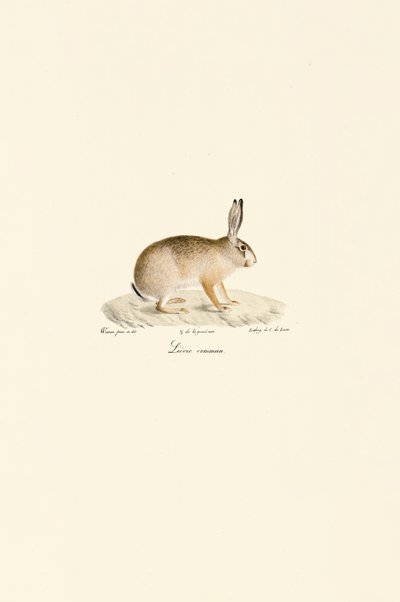 Europæisk hare af Jacques Christophe Werner