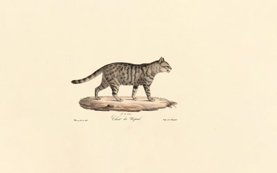 Europæisk vildkat (Felis silvestris) af Jacques Christophe Werner