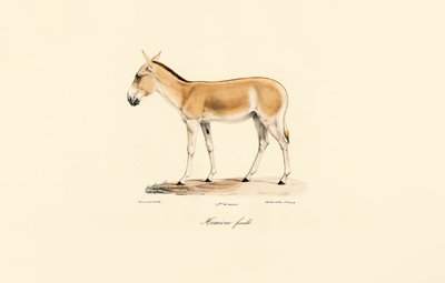 Kvindelig asiatisk vild røv af Jacques Christophe Werner