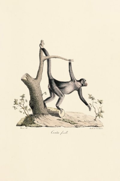 Sort edderkoppeabe, hun af Jacques Christophe Werner