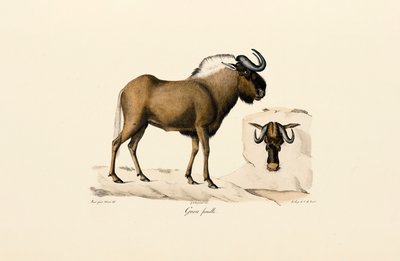 Hun af blå gnu af Jacques Christophe Werner