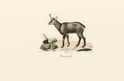 Gemse af hunkøn af Jacques Christophe Werner