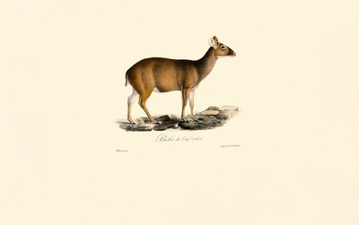 Indisk Muntjac-hun (hjortehind) af Jacques Christophe Werner