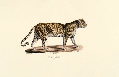 Hun-leopard af Jacques Christophe Werner