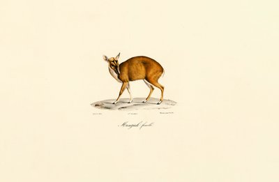 Hun Muntjac af Jacques Christophe Werner