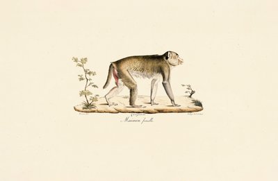 Natabe, hun af Jacques Christophe Werner