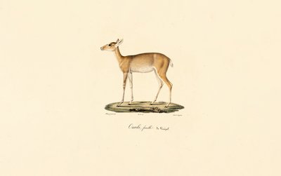 Oribi-antilope hun (Ourébi, senegalesisk hun) af Jacques Christophe Werner