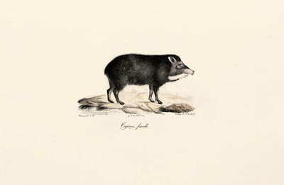 Pekarisvin af hunkøn af Jacques Christophe Werner