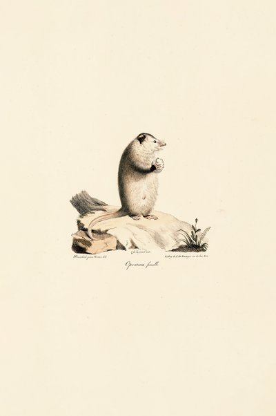 Hun af Virginia Opossum af Jacques Christophe Werner