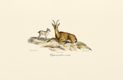 Vildged af hunkøn med kid af Jacques Christophe Werner