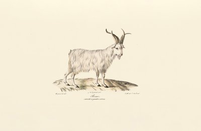 Firehornet tamged af Jacques Christophe Werner