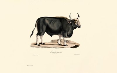 Gaur mand af Jacques Christophe Werner
