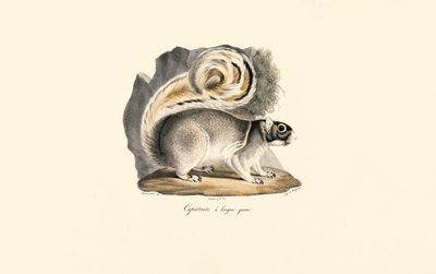 Egern med gylden mantel af Jacques Christophe Werner