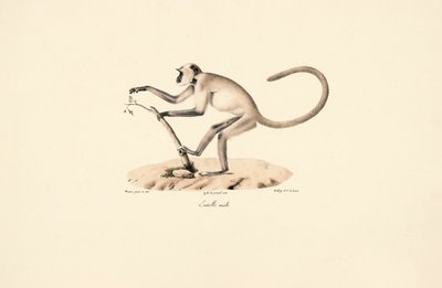 Grå Hanuman Langur af Jacques Christophe Werner