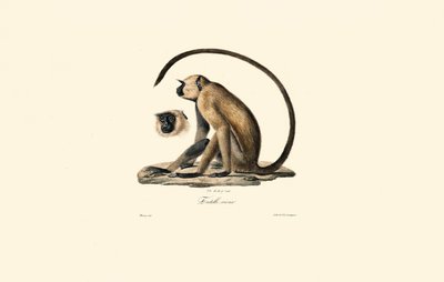 Grå langur (Old Entelle) af Jacques Christophe Werner