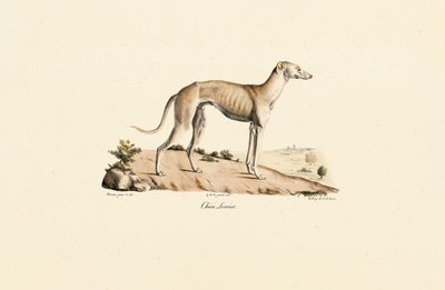 Greyhound af Jacques Christophe Werner