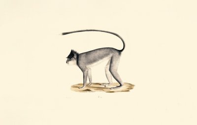 Hanuman Langur af Jacques Christophe Werner