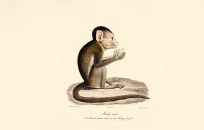 Hybrid af Bonnet og Pig-tailed Macaque af Jacques Christophe Werner