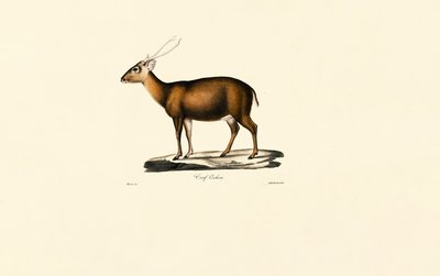 Indisk Muntjac (Cerf Cochon) af Jacques Christophe Werner