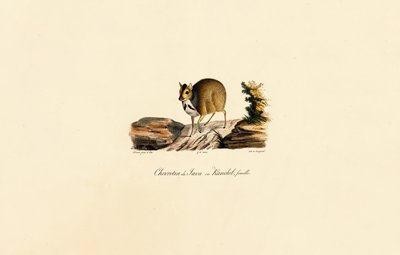 Javanisk musehjort (hun) af Jacques Christophe Werner