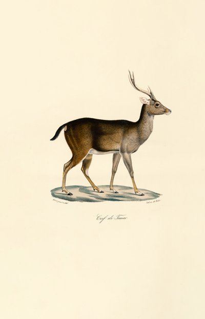 Javan Rusa af Jacques Christophe Werner