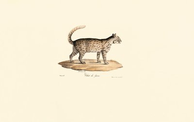 Leopardkat (Prionailurus bengalensis) af Jacques Christophe Werner