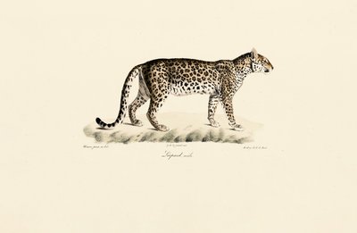 Leopard, han af Jacques Christophe Werner