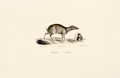 Lille musehjort (Tragulus kanchil) af Jacques Christophe Werner