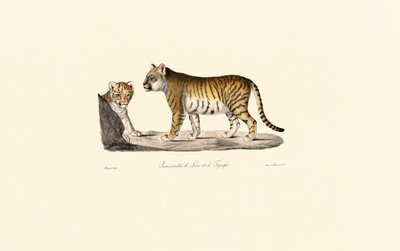 Løve-tiger-hybrid af Jacques Christophe Werner