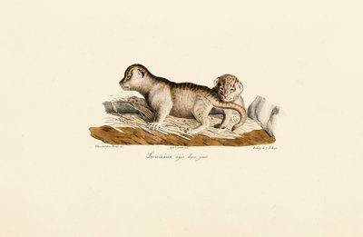 Løveunger én dag gamle af Jacques Christophe Werner