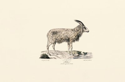 Langhåret ged af Jacques Christophe Werner