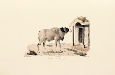 Langbenet berberfår af Jacques Christophe Werner