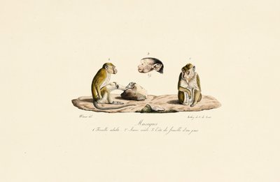 Makakaber i forskellige aldersstadier af Jacques Christophe Werner