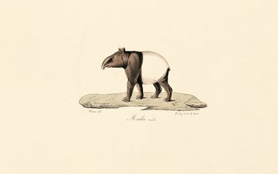 Malaysisk tapir af Jacques Christophe Werner