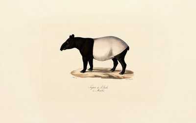 Malaysisk tapir af Jacques Christophe Werner
